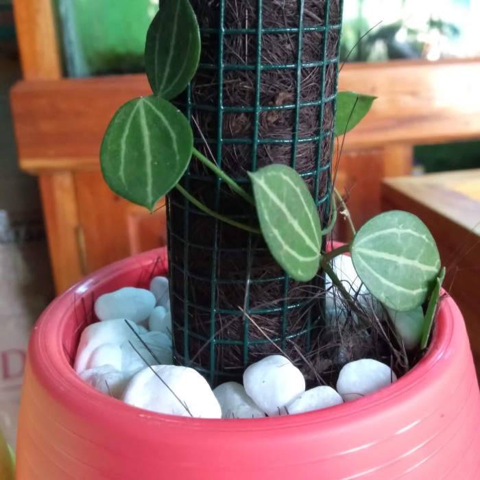 bibit Dischidia ovata, Hoya Watermelon, Dischidia Watermelon