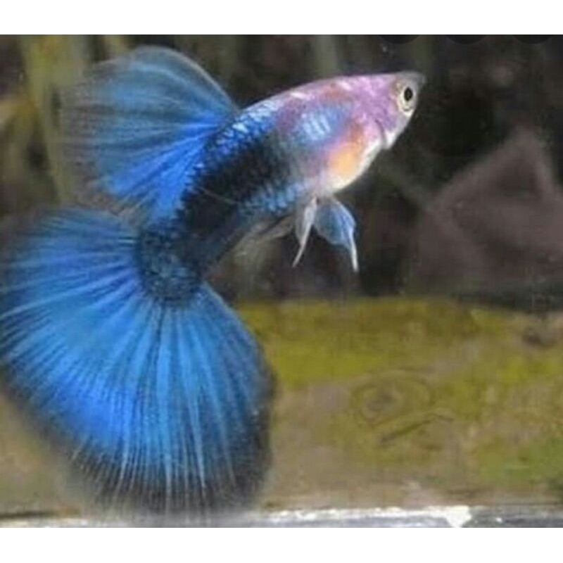 ikan guppy HB blue