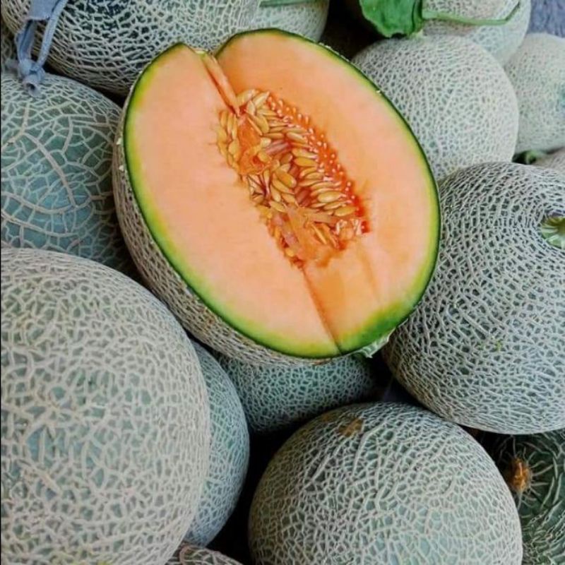 

Buah Melon Orange/Melon rock berat 1,5kg (REGULER & KARGO)