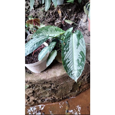 schismatoglottis sp sulawesi 01