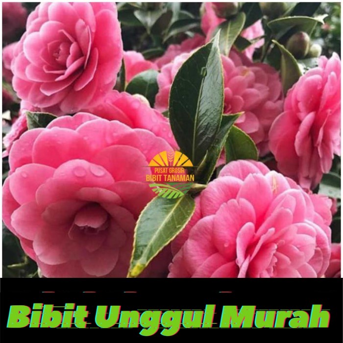 Bibit Bunga Camelia pink