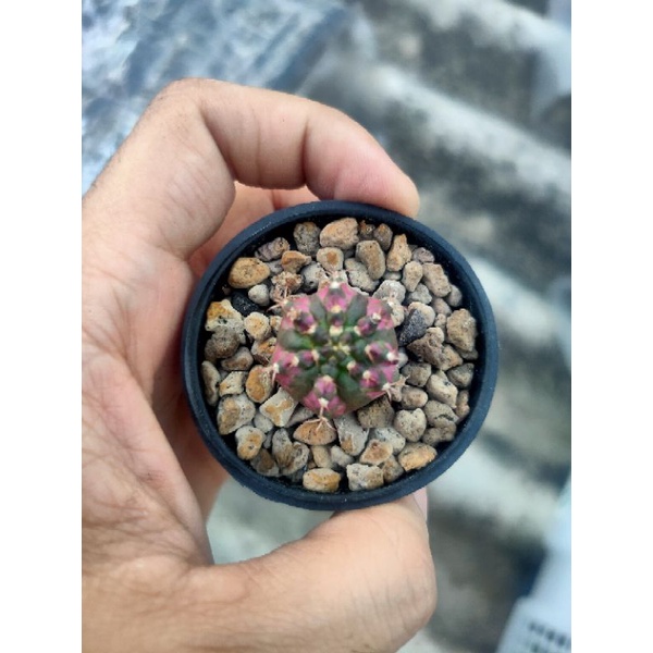 Kaktus Gymnocalycium-Gymno Tlux/T-Lux