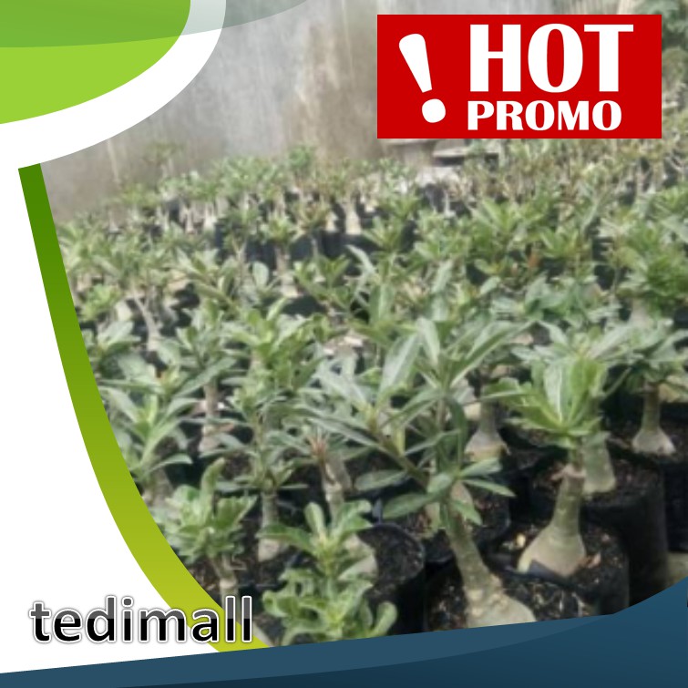 Promo..>> Bunga Kamboja Jepang / Adenium Grafting Tumpuk Stek Size A Bonggol Besar Kwalitas Terbaik