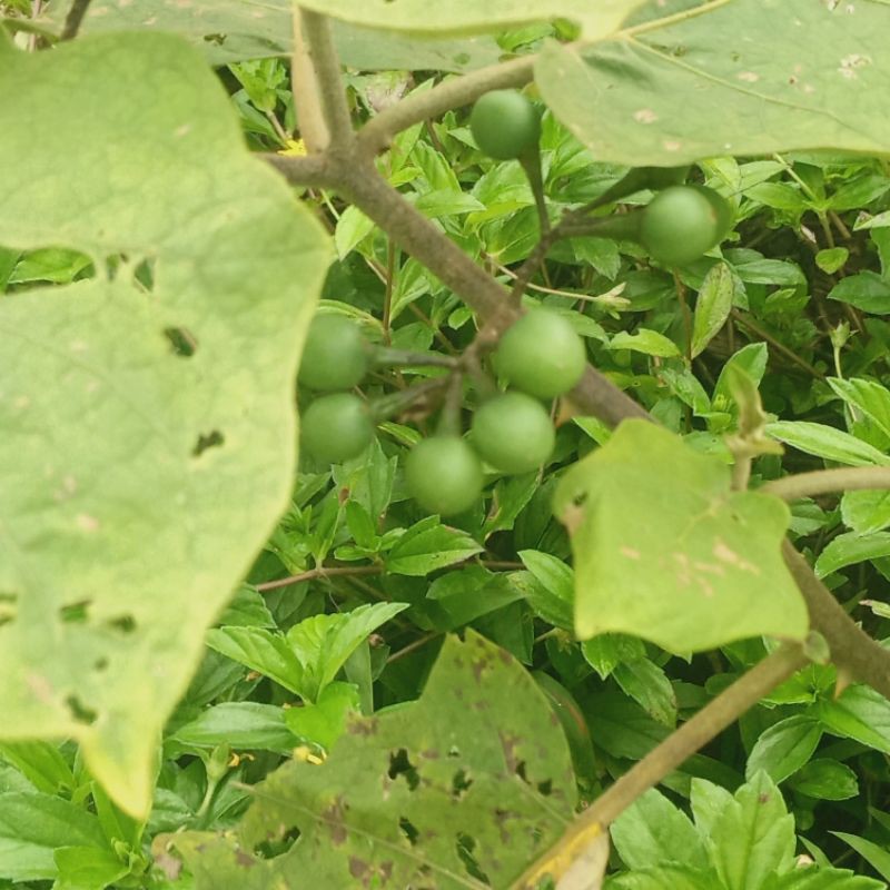 

buah takokak muda segar/500 garam