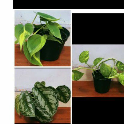 Philo Brazil,scindapsus,sirih gading variegata daun besar