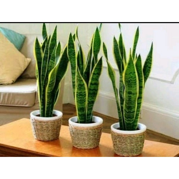 PROMO Lidah Mertua Sansiviera . /BUNGA HIDUP TANAMAN HIAS HIDUP/BUNGA HIASAN RUMAH MURAH INDOOR OUTD