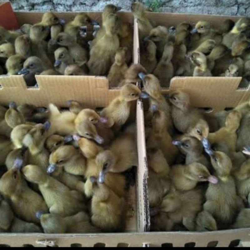 Dod Bebek Petelur Lokal - Anak Bebek Petelur - Dod Bebek Lokal Mojosari