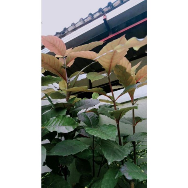 

daun ungu segar 100g