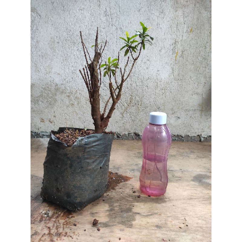 bahan bonsai asoka merah daun mikro 4