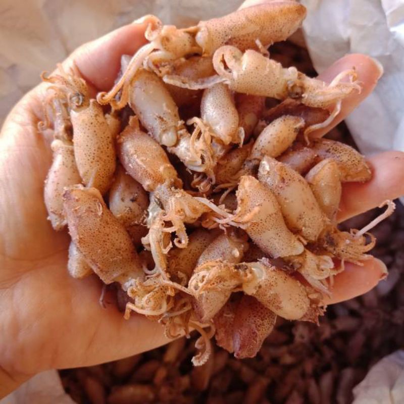 

baby cumi size 3Cm yah ka. kemasan 500 gr 75000