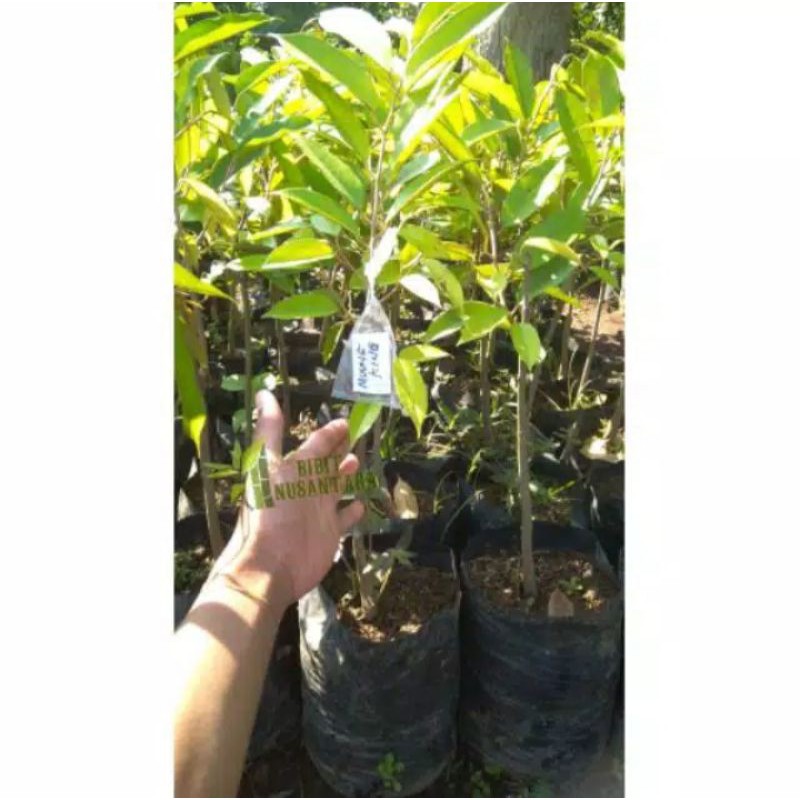 Bibit durian musangking super//asli musang king malaysia