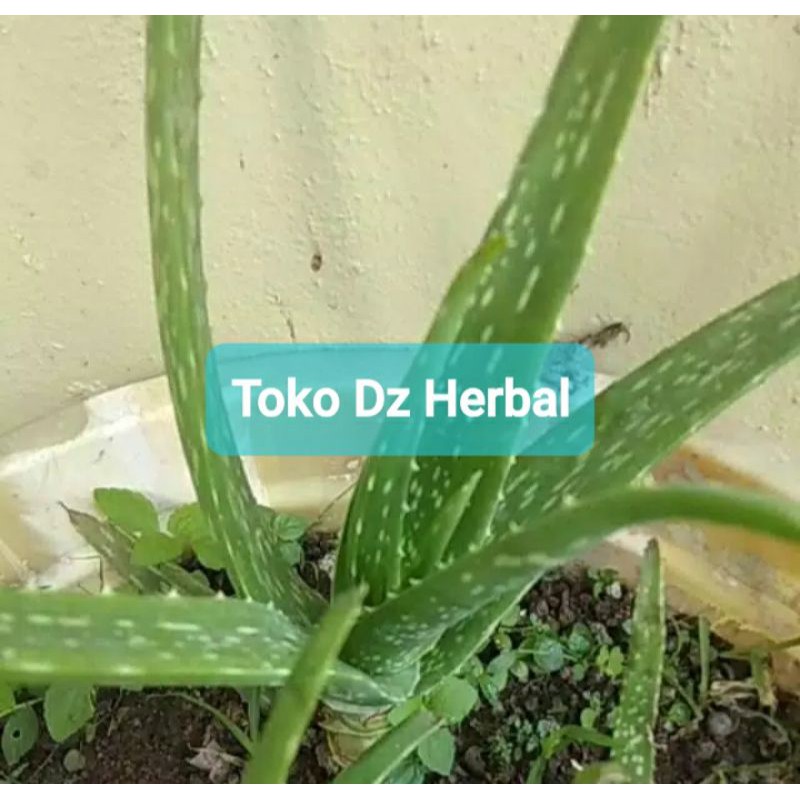 

Jual pelepah lidah buaya segar petik langsung-az