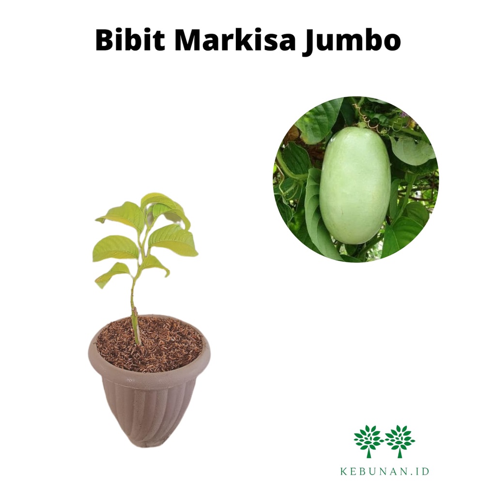 Bibit Markisa Jumbo/ Giant Markisa/Tanaman Markisa Jumbo