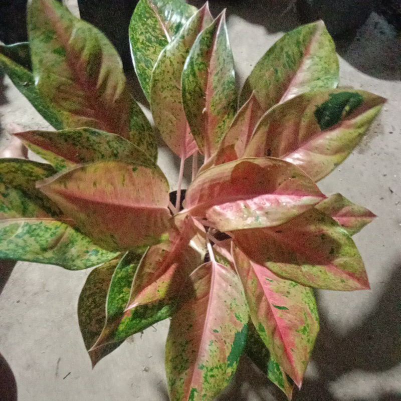 aglonema big roy rumpun