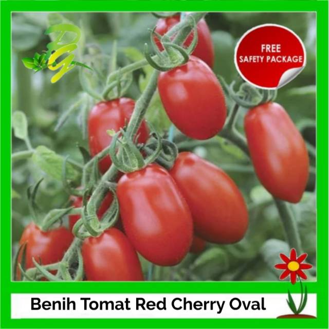 Benih Tomat Mini Cherry Oval