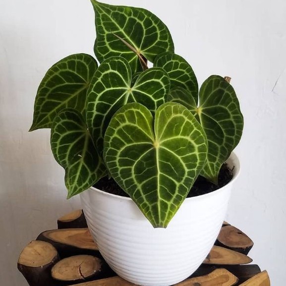 Kuping Gajah TARANTULA daun tebal/Kuping Gajah Karet