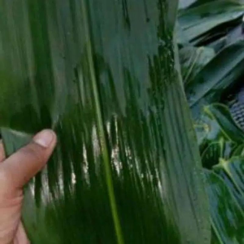 DAUN BAMBU | bungkus bakcang termurah