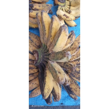 

pisang kepok satu tangkep/sisir