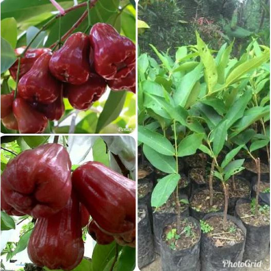 Bibit Buah Bibit Jambu Air Madu Merah