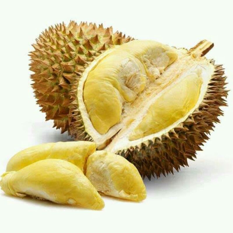 Bibit durian montong Okulasi Murah [BISA COD]