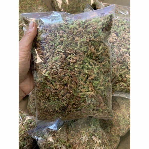 moss hidup media tanam 250gram,moss lumut pinus hidup media tanam