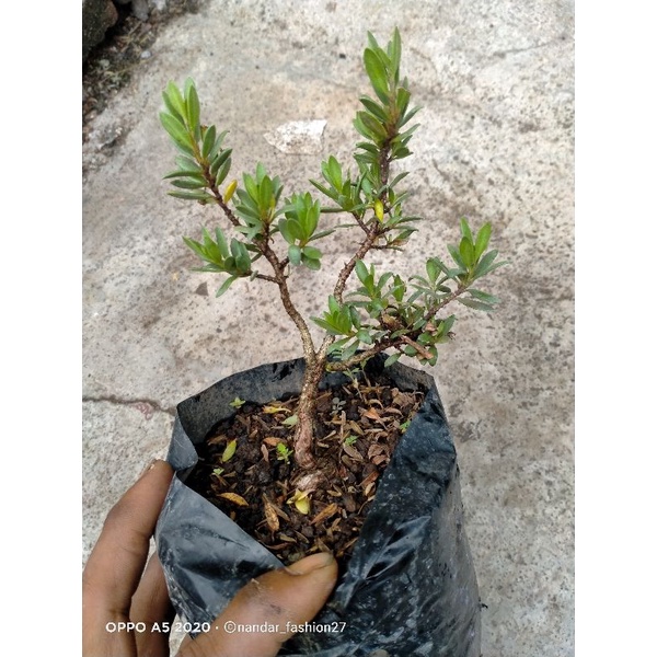 BONSAI SANTIGI MAWAR MIKRO SUPER.UKURAN SMAL.60K