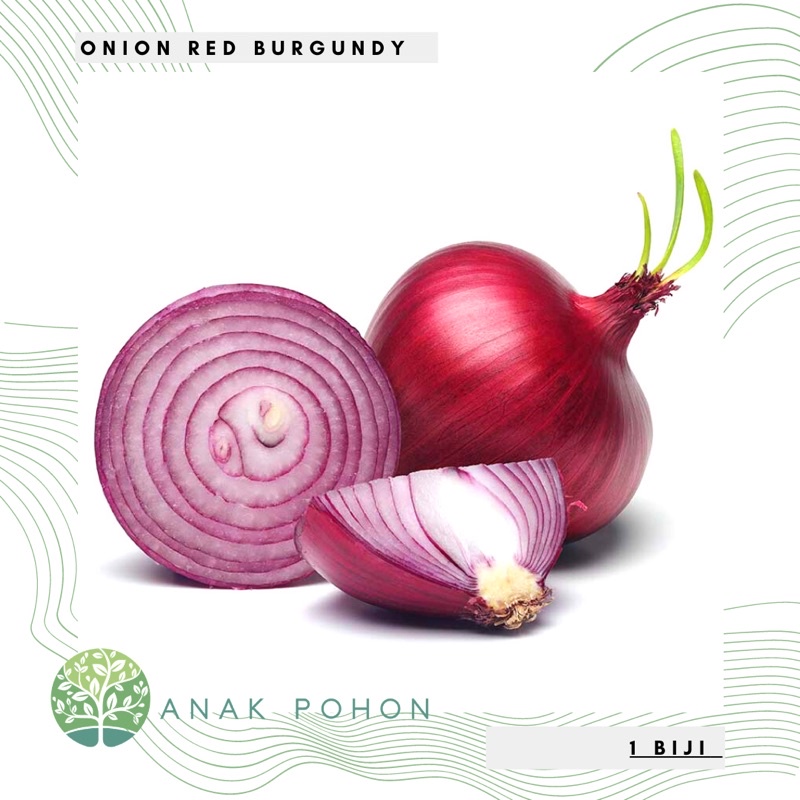 Benih Bibit Biji - Onion Red Burgundy Bawang Bombay Merah Ungu Seeds - IMPORT