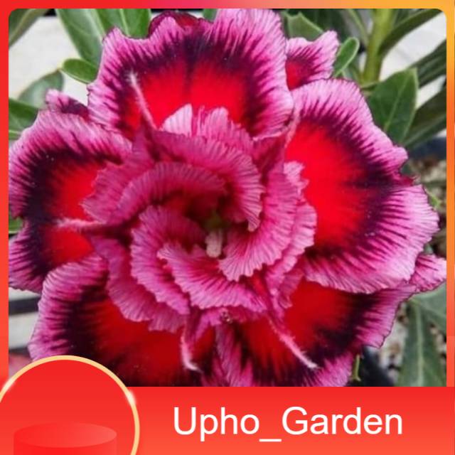 

Bibit Bunga Kamboja Adenium Rare Mixed Upho_Garden
