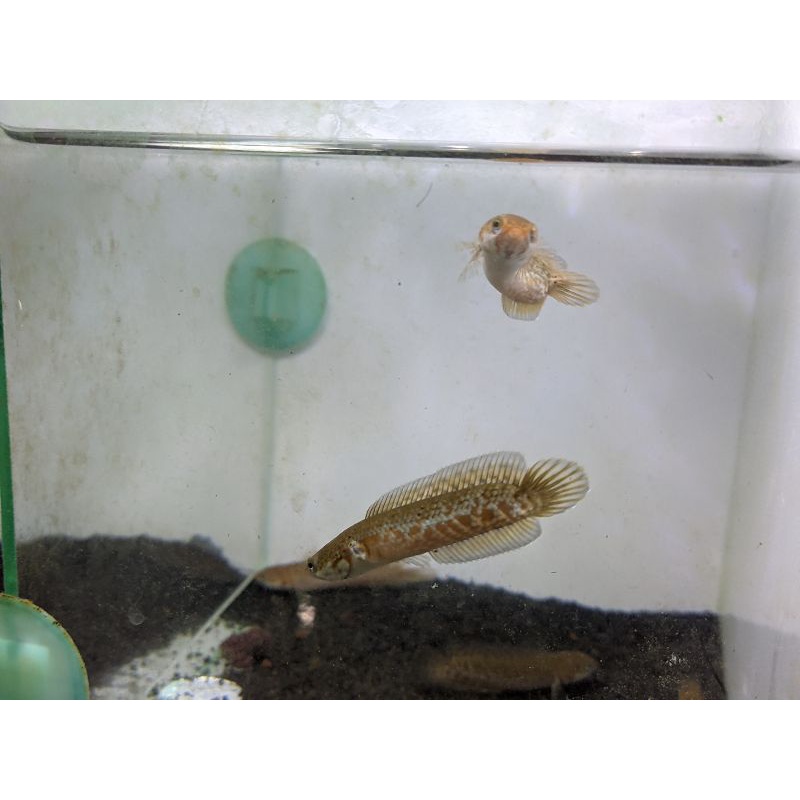 Channa Andrao Unik Rare Item size 6-7cm pelet masuk.