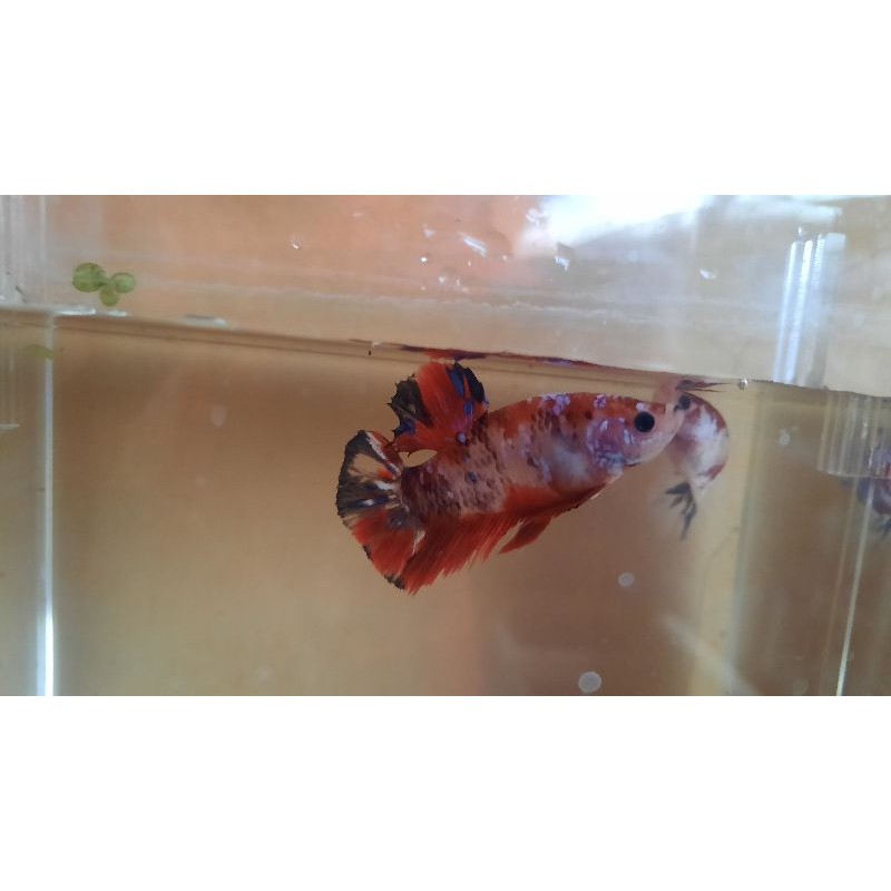 cupang male giant usia 4 bln BO 4.5