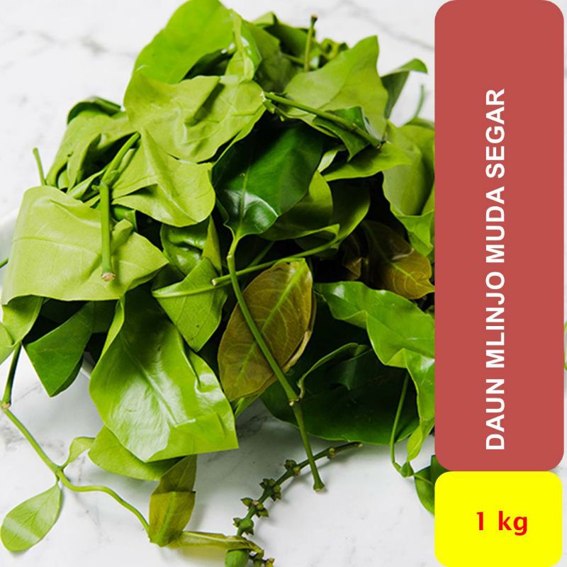 

Daun Melinjo Muda Segar 1 kg