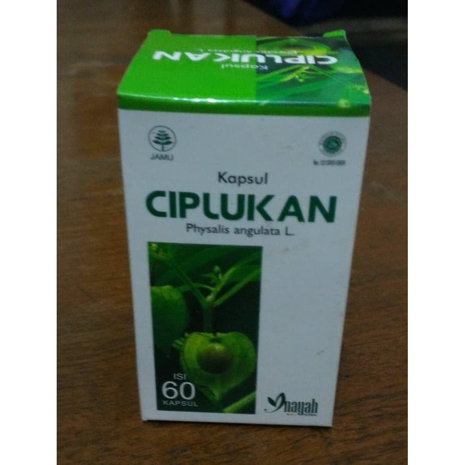 kapsul daun ciplukan mengobati prostat. paru-paru. diabetes miletus