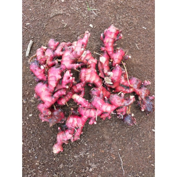 

Jahe Merah Segar Kualitas Tinggi 1Kg