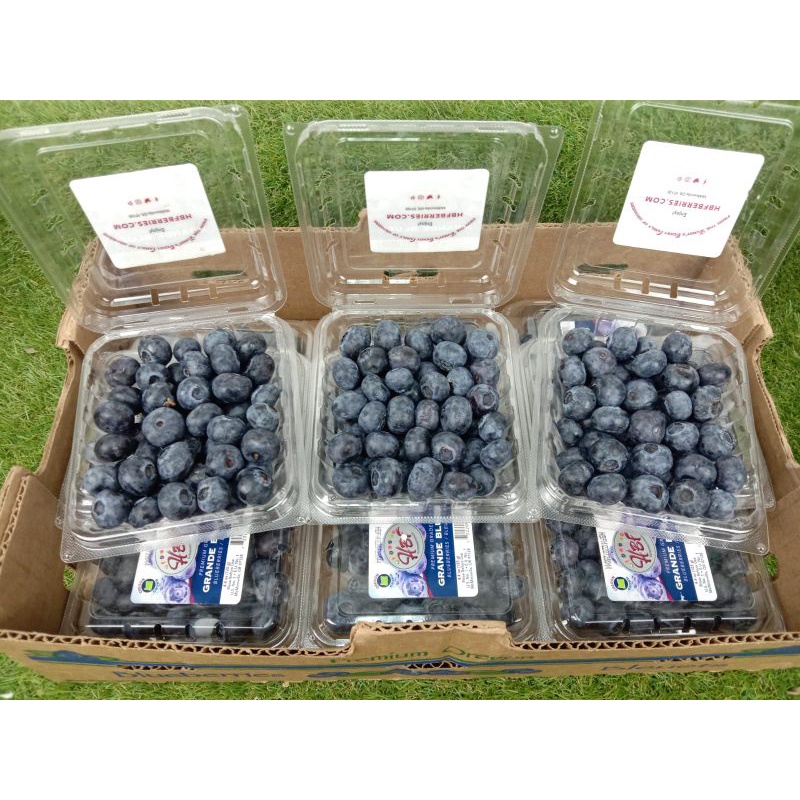 

Blueberry Oregon USA Per 1 Dus Fresh Import