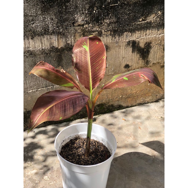 Pisang Ruby B (Musa Siam Ruby)