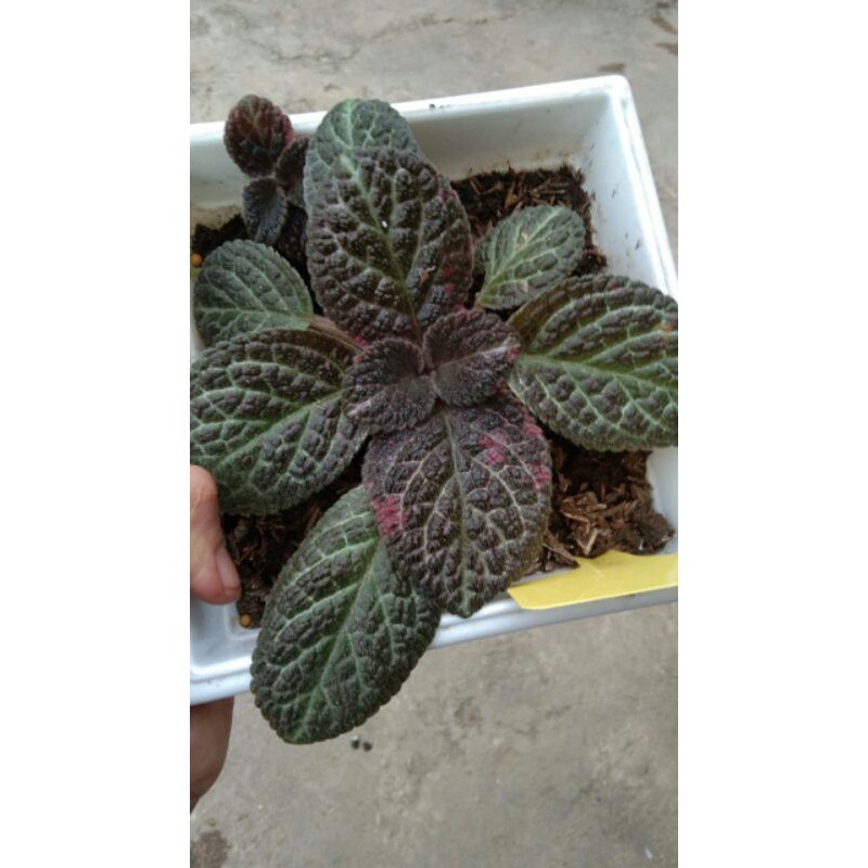 episcia karlyn