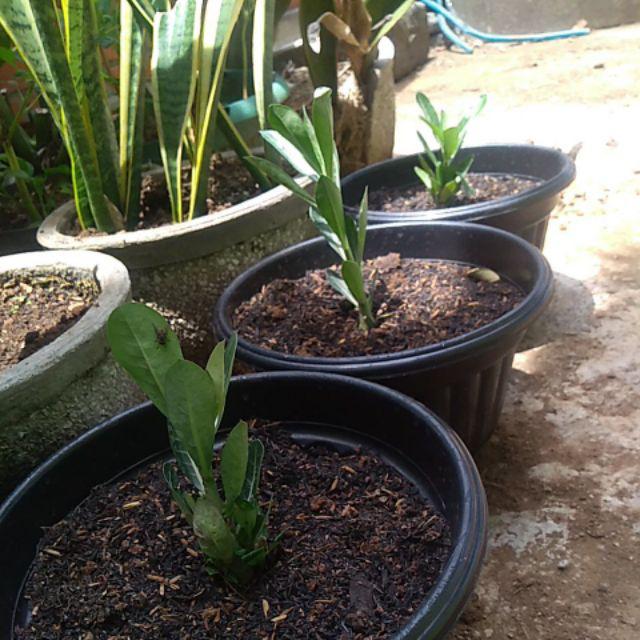 New Produck!! Paket 3 Tanaman Hias Kamboja Adenium - Sakda - Lageya - Sunny Day - Paket Hemat