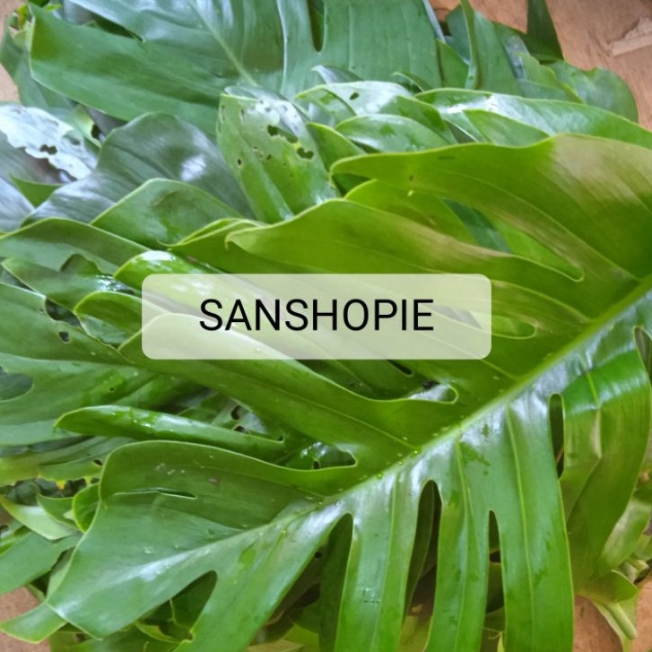 

Daun ekor naga segar Paket 1 Kg Murah