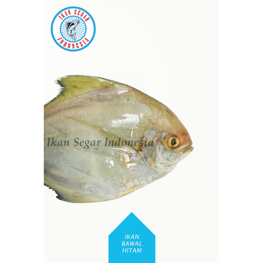 

IKAN BAWAL HITAM (LAUT) / 1-2 pcs /900-1000 gr