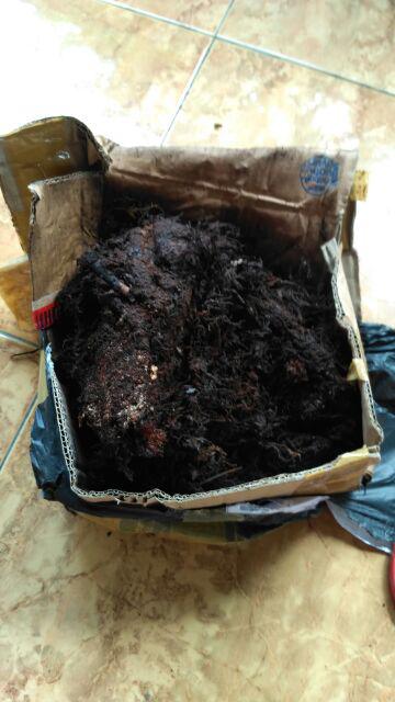 Akar Kadaka Murah Jual Akar Kadaka (media Tanam Anggrek) 1 Kg Jual Produk Akar Kadaka Murah Dan Terl