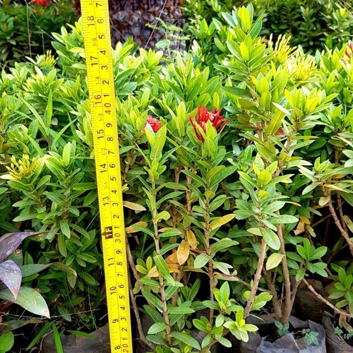 Asoka bunga merah | Asoka singapura bunga warna merah