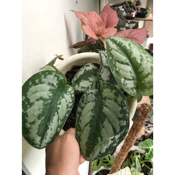 Scindapsus Exotica rimbun murah meriah