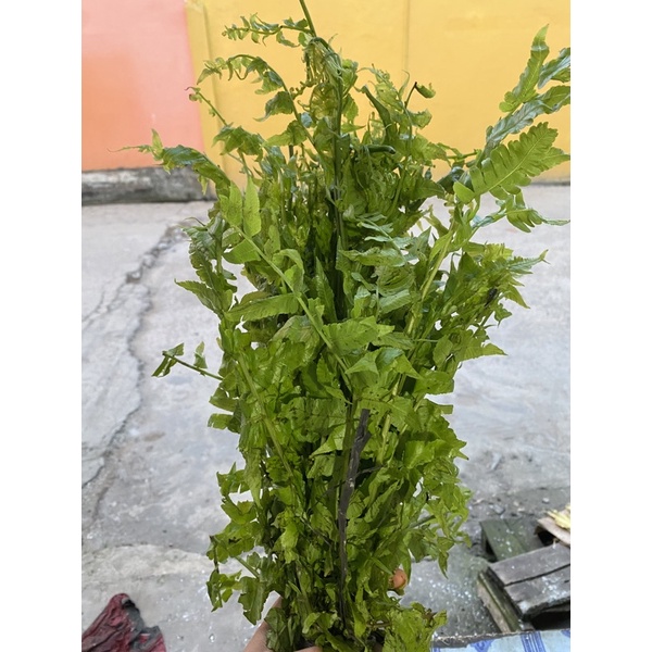 

SAYUR PAKIS / PAKIS / RISMART_PALEMBANG