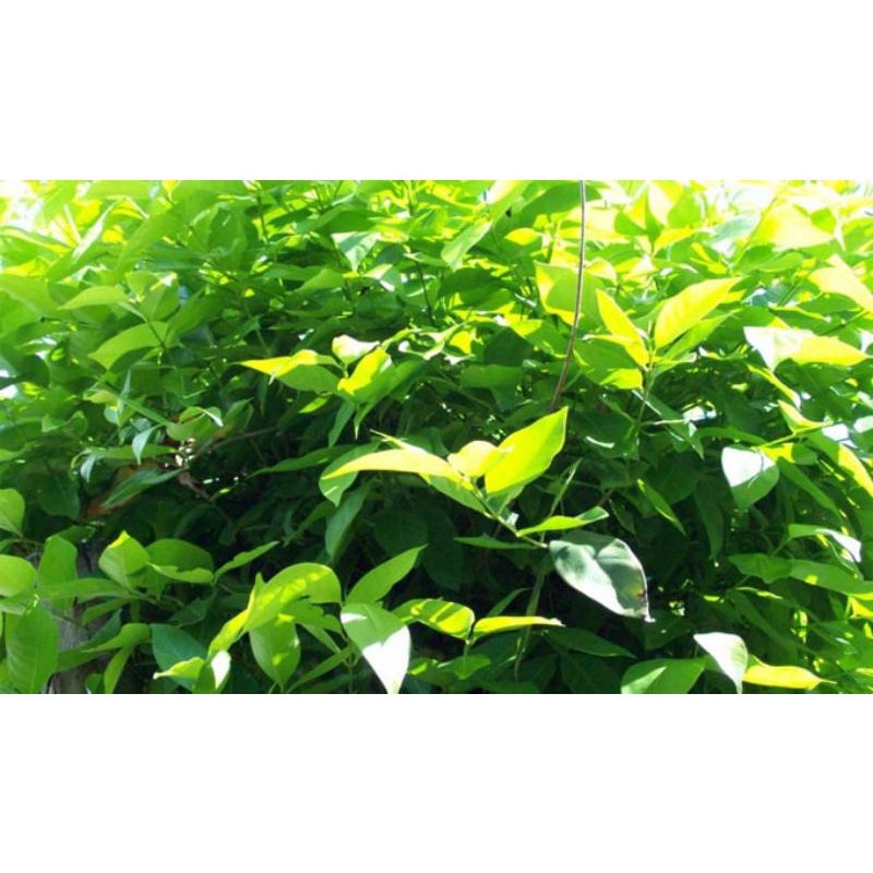 

daun salam/satu lemabar