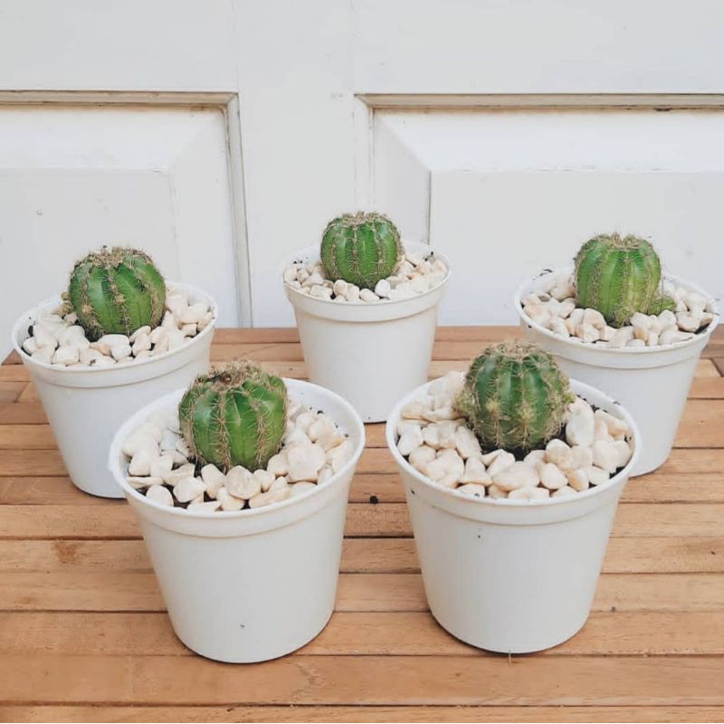 KAKTUS BULAT GIFT KAKTUS SOUVENIR KAKTUS SUKULEN CACTUS MINI