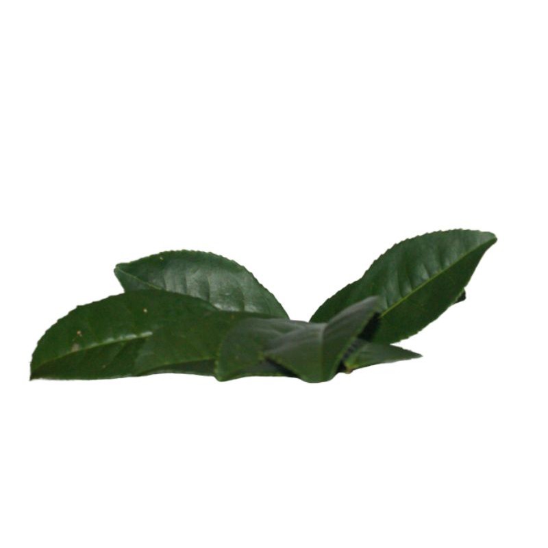 

PUCUK TEH HIJAU 5KG