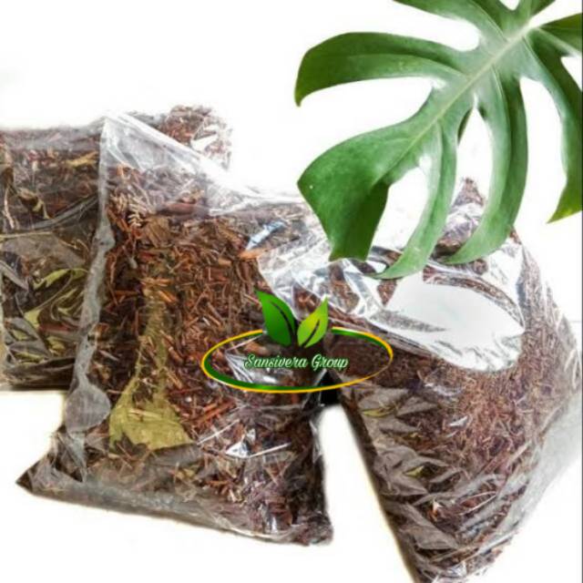 Media Tanam Daun Andam Andaman / Media Tanam Monstera, Philodendron, alocasia