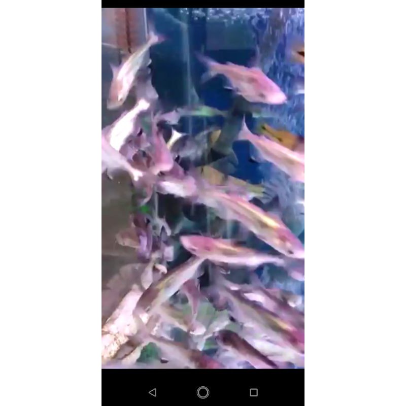 gengiskhan / gengis Khan / hiu air tawar