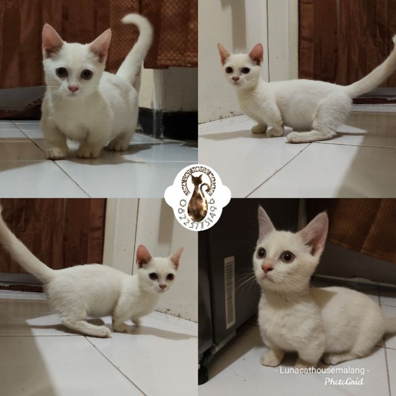 munchkin gaelic straight 71