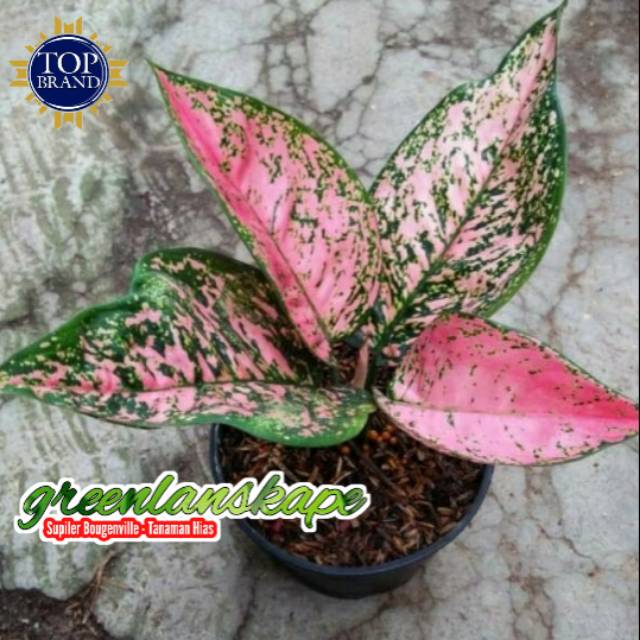 Aglonema Ruby Venus Pink